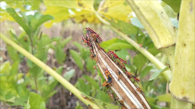 A group of Oncopeltus fasciatus mating on the surface of a green fruit