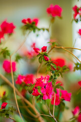 pink rhododendron in the pot