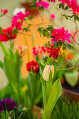 Fototapeta premium spring flowers in the pot