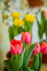 spring flowers in the pot