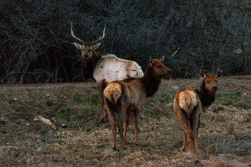 Herd of Elk