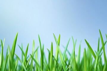 Obraz premium 鮮やかな緑色の草が青空を背景にして生き生きと生えている様子