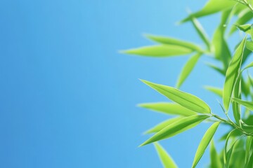 Fototapeta premium 青空の下で輝く新緑の竹の葉が日光を浴びて生き生きとした姿を見せる