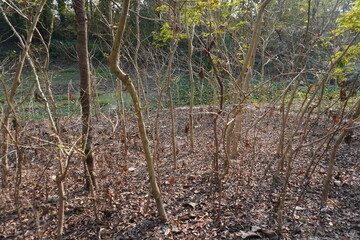 The tiny trees are got dried, the floor is covered with dry leaves 