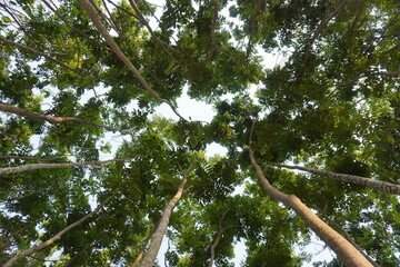 Top-angle view of the trees are made a canopy against the sky