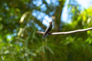 Hummingbird Perched on Branch in Sunlit Tropical Forest