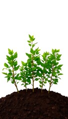 Five Thriving Green Trees White Background