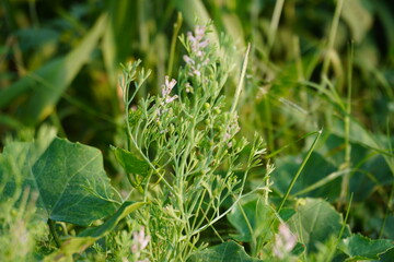 A close-up of the flower head of black cumin plant