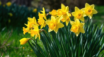 Fototapeta premium Bright yellow daffodils blooming in green garden
