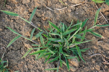 A bunch of green grasses has grown on the soil