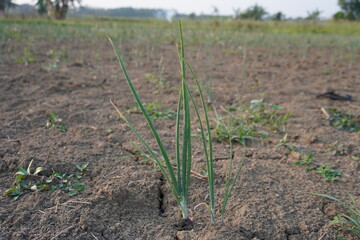 Young onion plants are growing on the soil