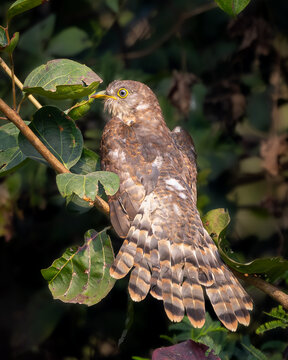 A common hawk-cuckoo basking in the morning sunlight