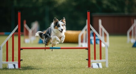 Border Collie jumping over agility hurdle in field