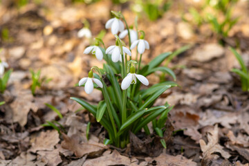 Spring snowdrop flowers blooming in sunny day. Beautiful snowdrops in spring forest. Scenic view of the spring forest with blooming flowers