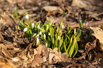 Snowdrops bloom through a layer of dry leaves on the forest floor, signaling the arrival of spring. Their delicate white petals contrast with the earthy background
