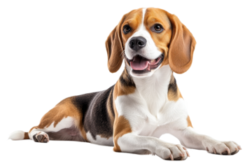 Beagle dog lying down with a happy expression