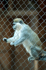 caged monkey at the zoo