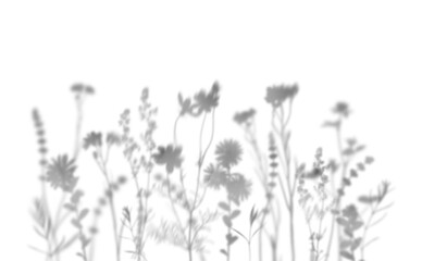 Wildflowers shadow isolated on white background.  Overlay effect for photo, mockup, posters, wall art, design presentation. Shadow for natural light effects.
