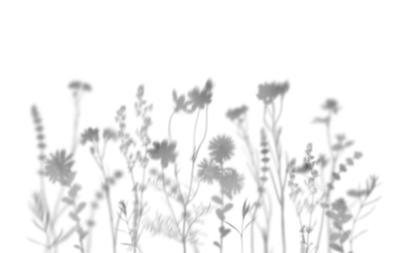 Wildflowers shadow isolated on white background.  Overlay effect for photo, mockup, posters, wall art, design presentation. Shadow for natural light effects.