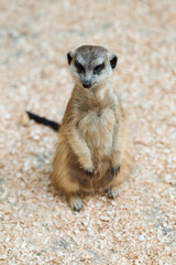 meerkat at the zoo