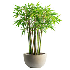 A Potted Bamboo Plant with Tall Slender Stalks Isolated on Transparent Background