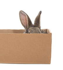 Rabbit ears are visible from the box.