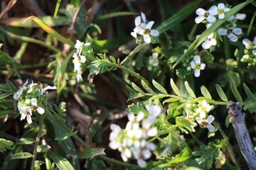 Fototapeta premium snowdrops in the forest