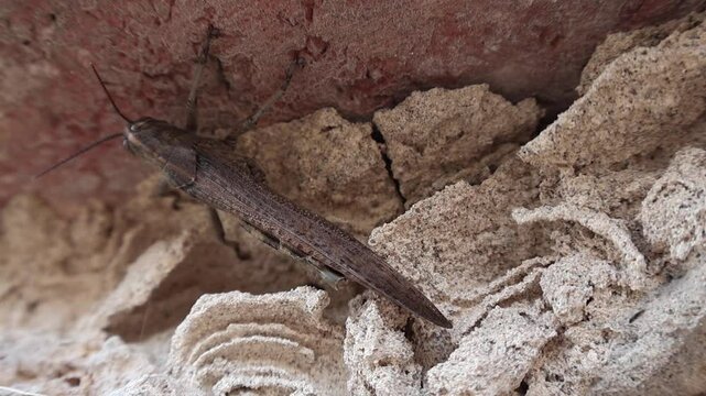 Anacridium aegyptium - Criquet migrateur - Gros plan