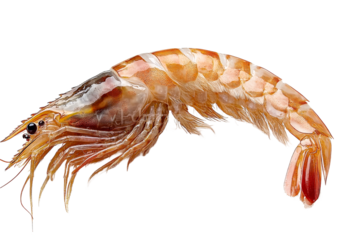 Large shrimp on a transparent background ready for cooking
