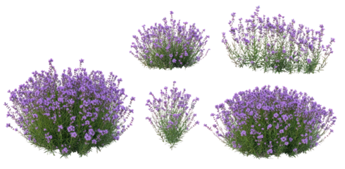 A collection of vibrant purple flowers in various clusters, set against a neutral background, ideal for nature-themed designs