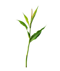 Obraz premium A vibrant green plant with slender leaves, standing upright against a transparent background, ideal for nature-themed designs