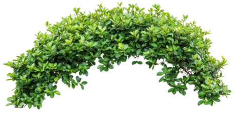 Lush green arch of foliage creating a natural canopy in a serene outdoor setting