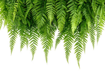 Lush green ferns cascading down from above, creating a vibrant natural backdrop in a serene environment
