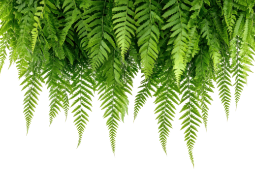 Lush green ferns cascading down from above, creating a vibrant natural backdrop in a serene environment