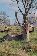 アイルランド、ダブリン、フェニックス・パークの鹿：Phoenix Park in Dublin, Ireland