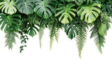 Lush green foliage featuring a variety of tropical leaves cascading down against a black background