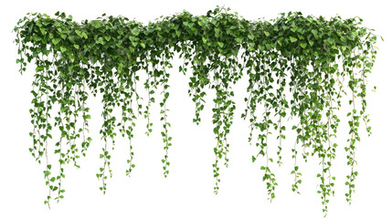 Lush green ivy cascading down a wall, enhancing the natural ambiance of the setting