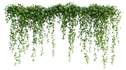 Lush green ivy cascading down a wall, enhancing the natural ambiance of the setting