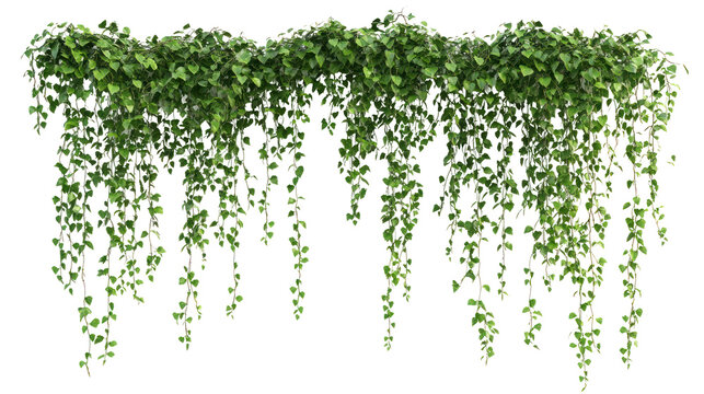 Lush green ivy cascading down a wall, enhancing the natural ambiance of the setting