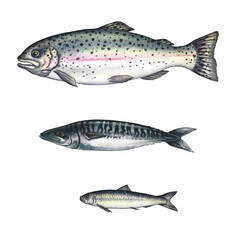 Set with fish, trout, mackerel, sardines. A hand-drawn watercolor illustration. Color image of seafood. Separate from the background. Perfect for menus, recipe books, packages, labels, invitations.