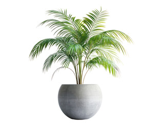 Obraz premium Lush green palm plant in a modern concrete pot, set against a minimalistic background