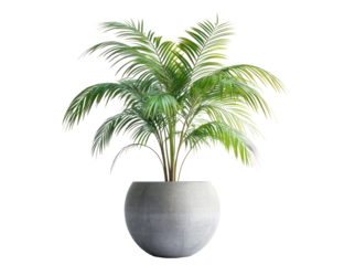 Lush green palm plant in a modern concrete pot, set against a minimalistic background