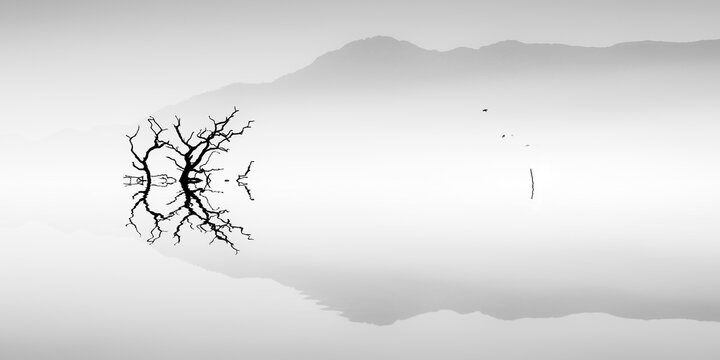 Symmetrical silhouette of a bare tree on misty lake