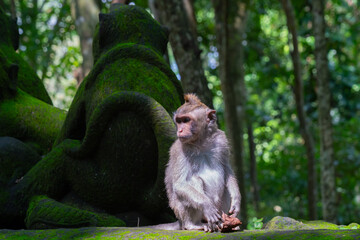 

A long-tailed macaque is seen at Monkey Forest in Ubud, Bali, Indonesia. 

