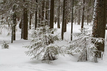 Winter landscape in a forest without sun with a lot of snow.