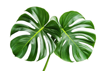Two lush green monstera leaves overlapping, showcasing vibrant foliage against a transparent background