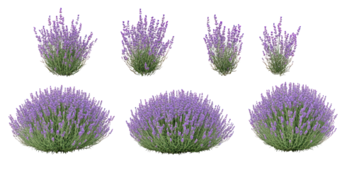 Vibrant clusters of lavender blossoms in various arrangements, showcasing natural beauty and tranquility