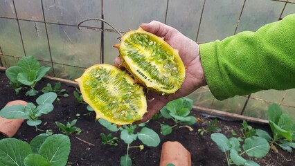 kiwano or hornet melon opened in half with the seeds in the greenhouse. kiwano harvesting