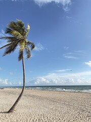 palm tree on the beach