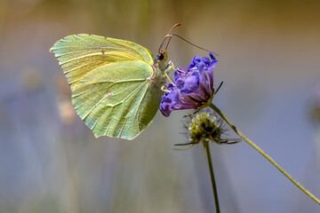 Cleopatra butterfly feeding on flower